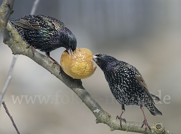 Star (Sturnus vulgaris)