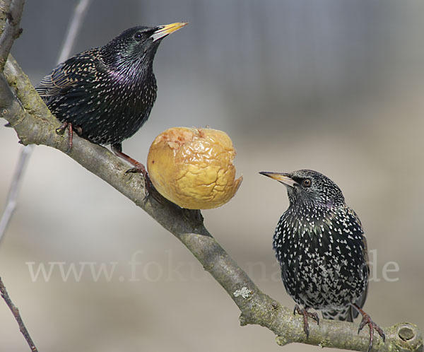 Star (Sturnus vulgaris)