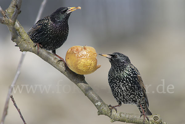 Star (Sturnus vulgaris)