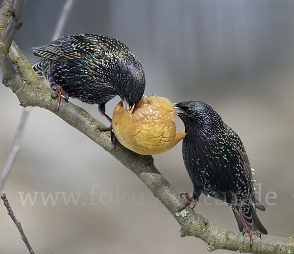 Star (Sturnus vulgaris)