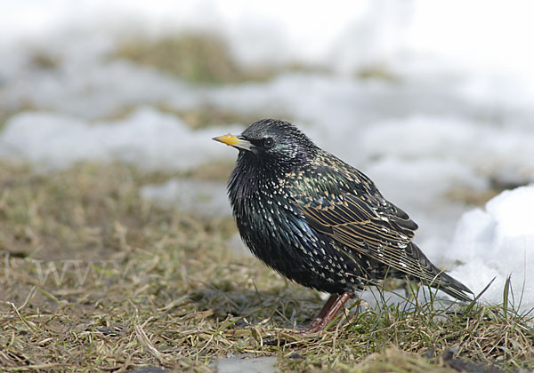 Star (Sturnus vulgaris)