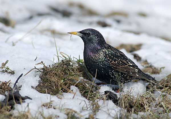 Star (Sturnus vulgaris)