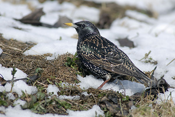 Star (Sturnus vulgaris)