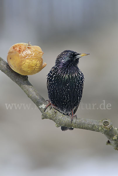 Star (Sturnus vulgaris)