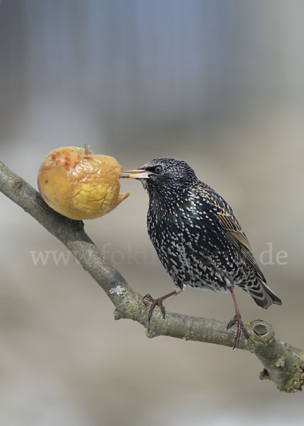 Star (Sturnus vulgaris)