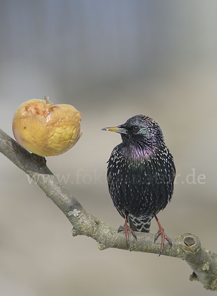 Star (Sturnus vulgaris)