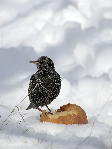 Star (Sturnus vulgaris)