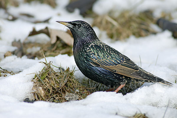 Star (Sturnus vulgaris)