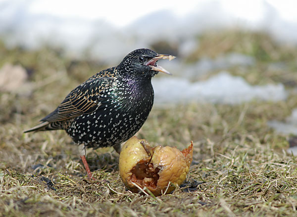 Star (Sturnus vulgaris)