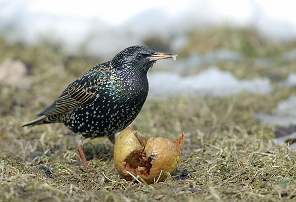 Star (Sturnus vulgaris)