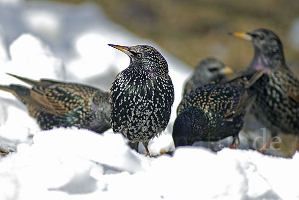 Star (Sturnus vulgaris)