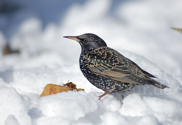 Star (Sturnus vulgaris)