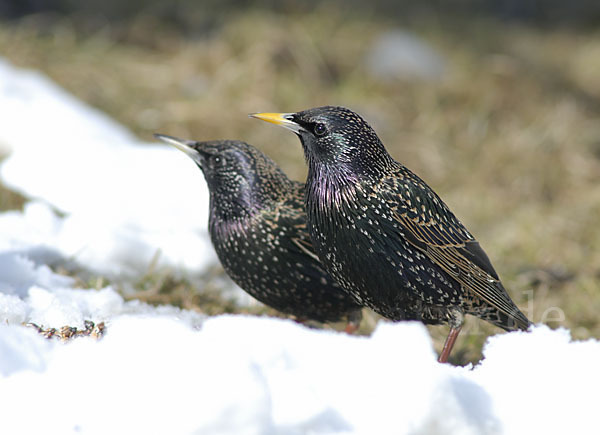 Star (Sturnus vulgaris)