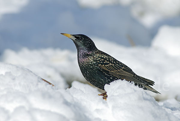 Star (Sturnus vulgaris)