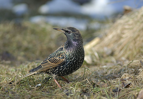 Star (Sturnus vulgaris)