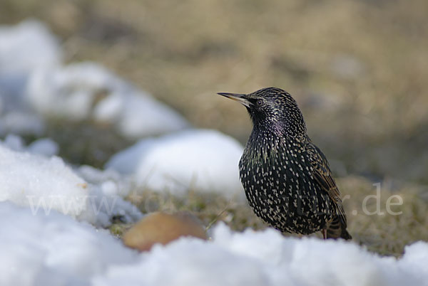 Star (Sturnus vulgaris)