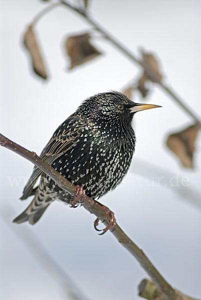 Star (Sturnus vulgaris)