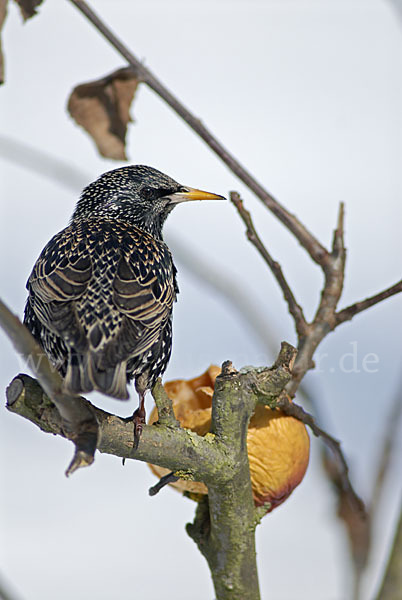 Star (Sturnus vulgaris)