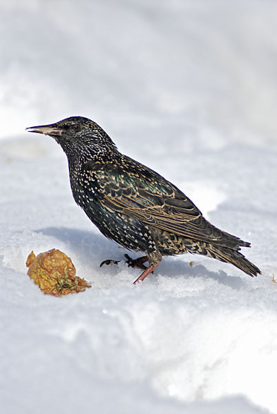 Star (Sturnus vulgaris)