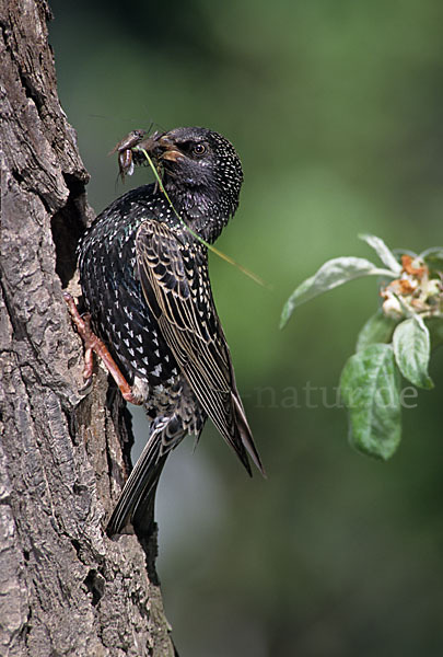 Star (Sturnus vulgaris)