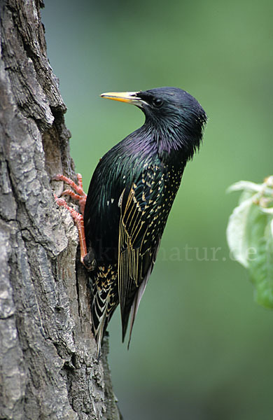 Star (Sturnus vulgaris)