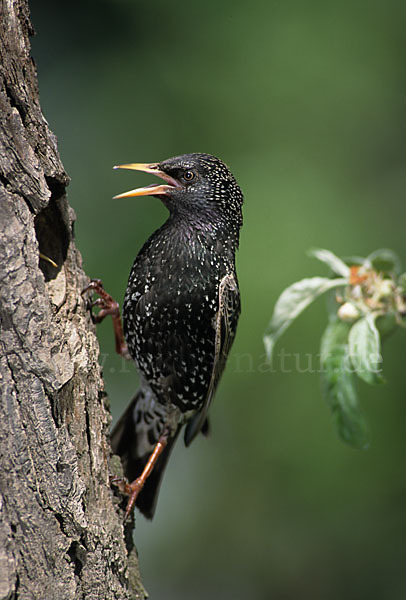 Star (Sturnus vulgaris)