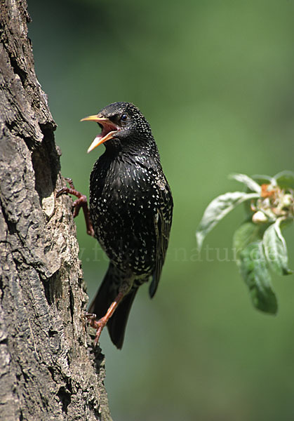 Star (Sturnus vulgaris)