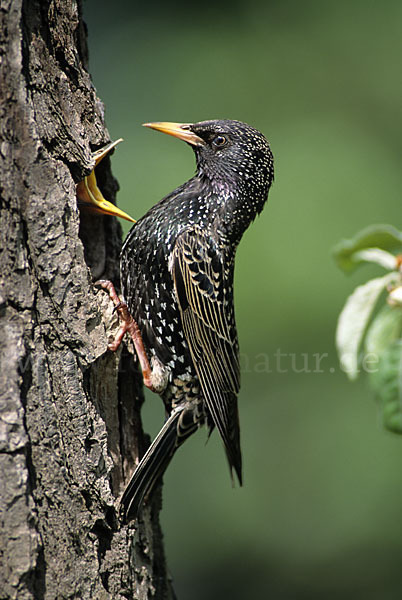 Star (Sturnus vulgaris)