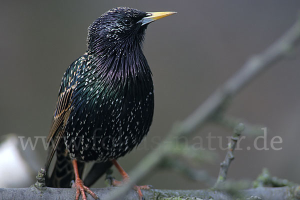 Star (Sturnus vulgaris)