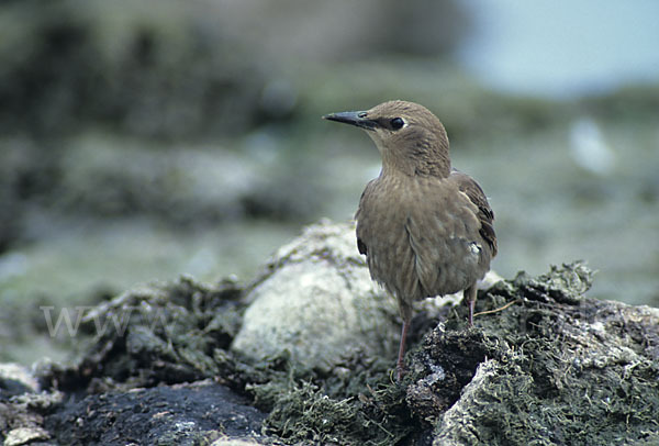 Star (Sturnus vulgaris)