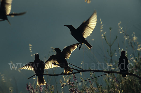 Star (Sturnus vulgaris)