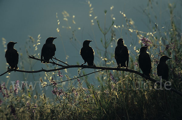 Star (Sturnus vulgaris)