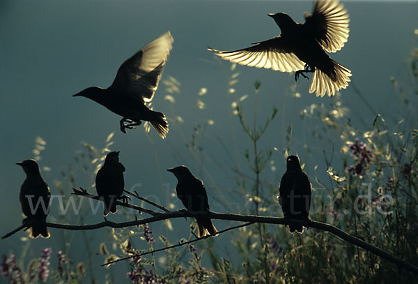 Star (Sturnus vulgaris)