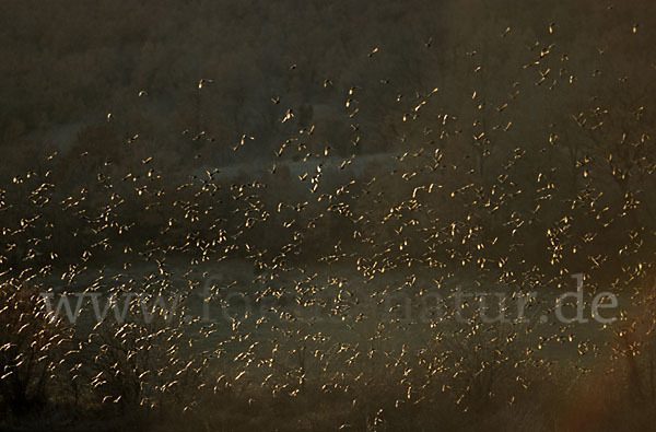 Star (Sturnus vulgaris)