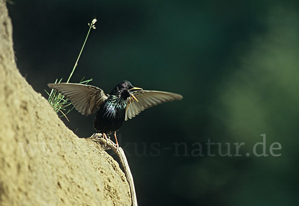 Star (Sturnus vulgaris)