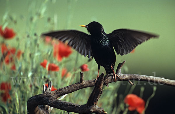 Star (Sturnus vulgaris)