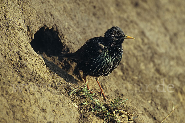 Star (Sturnus vulgaris)