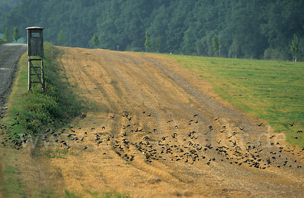 Star (Sturnus vulgaris)