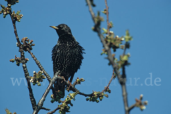 Star (Sturnus vulgaris)