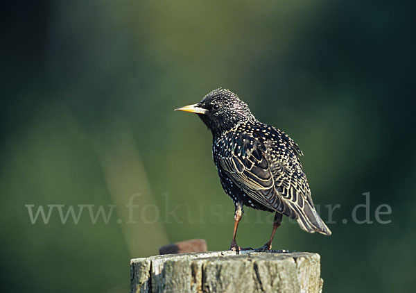 Star (Sturnus vulgaris)