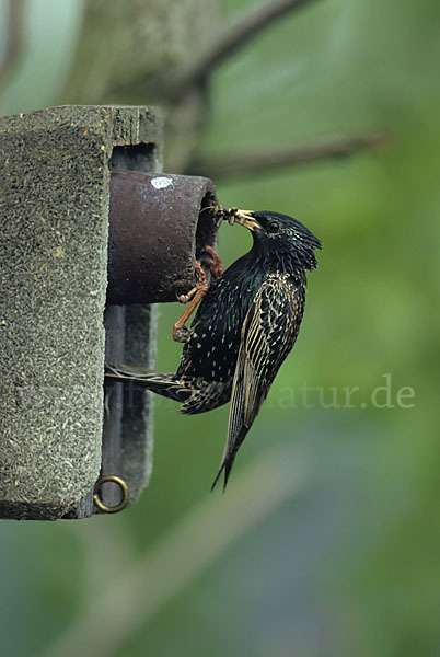 Star (Sturnus vulgaris)