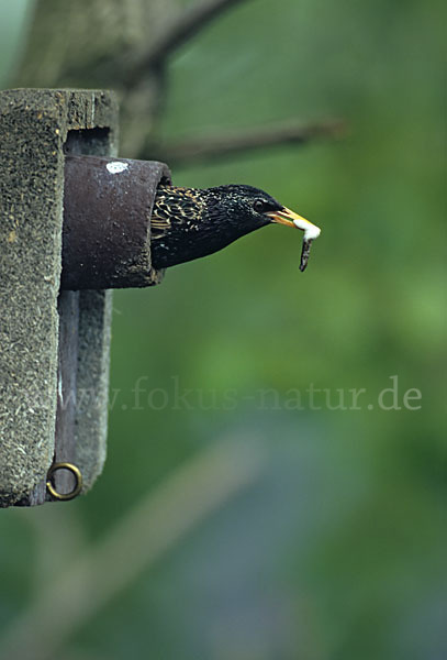 Star (Sturnus vulgaris)