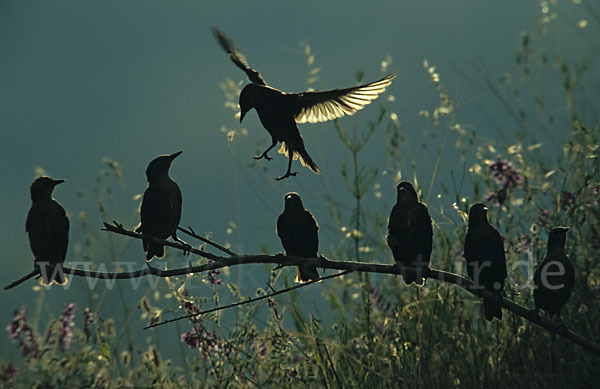 Star (Sturnus vulgaris)