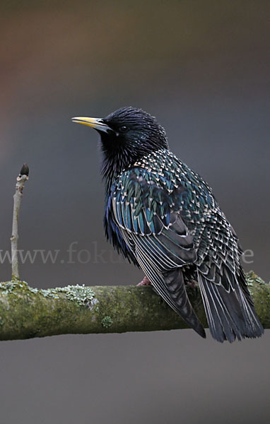 Star (Sturnus vulgaris)