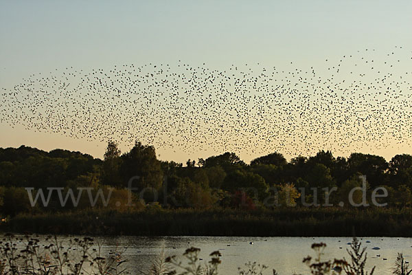 Star (Sturnus vulgaris)