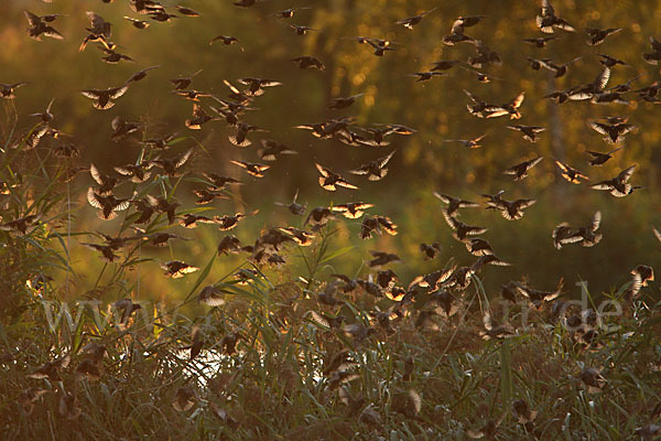 Star (Sturnus vulgaris)