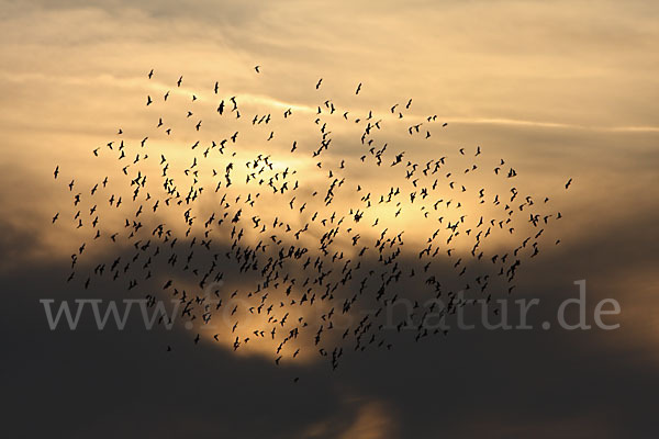 Star (Sturnus vulgaris)