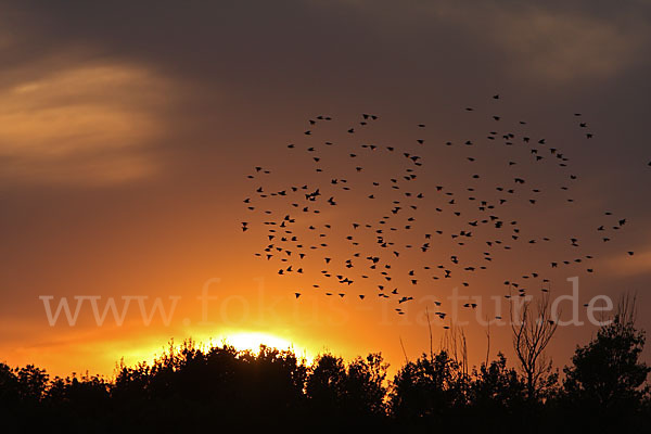 Star (Sturnus vulgaris)