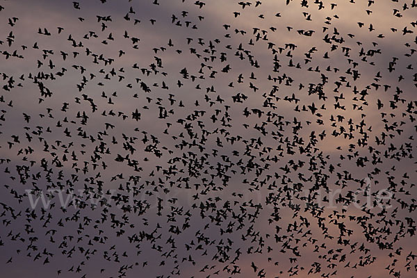 Star (Sturnus vulgaris)