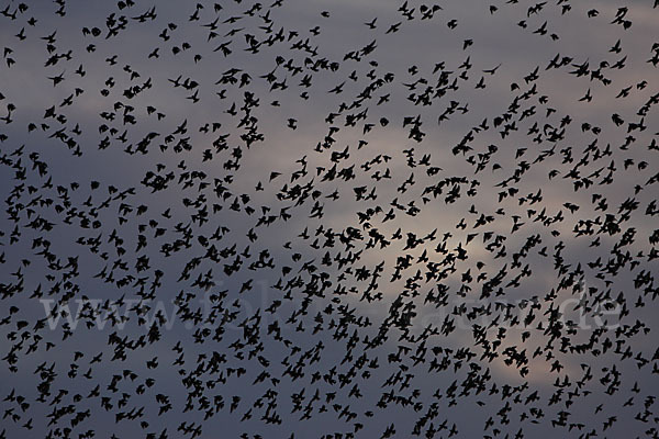 Star (Sturnus vulgaris)